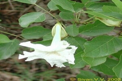 Stereospermum suaveolens